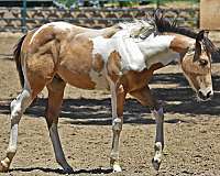 buckskin-apha-stallion