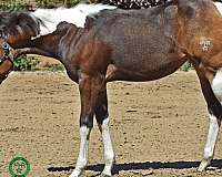 apha-stallion