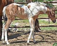 15-hand-paint-stallion