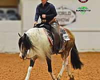 buckskin-apha-stallion