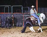 15-hand-buckskin-horse