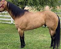 buckskin-triple-registered-horse