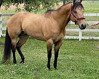 buckskin-phba-stallion