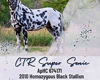 homozygous-homozygous-black-appaloosa-horse