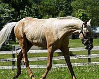 palomino-akhal-teke-stallion