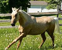 palomino-jumper-horse