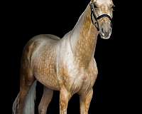palomino-eventing-horse