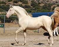 andalusian-stallion-at-stud