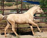 stallion-at-stud-horse