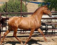 palomino-stallion-at-stud-horse
