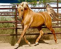 palomino-stallion-at-stud-andalusian-horse
