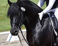 black-american-morgan-horse-associat-stallion