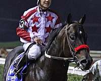 race-stallion-quarter-horse