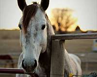 horseclicks-irish-draught-horse