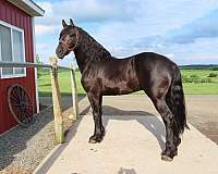 black-friesian-heritage-horse-stallion
