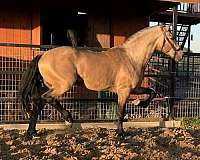 cremello-andalusian-for-sale
