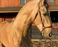 cremello-andalusian-horse