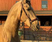 palomino-andalusian-horse