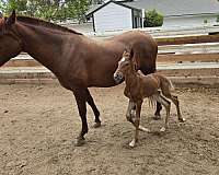 17-hand-stallion