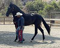 four-year-old-andalusian-horse