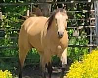 foundation-bred-performance-quarter-horse