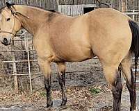 buckskin-foundation-bred-performance-horse