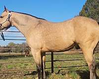 foundation-bred-performance-stallion