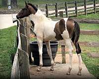 disease-free-stallion-draft-horse