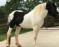 black-tobiano-draft-horse