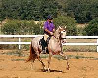 uspre-stallion