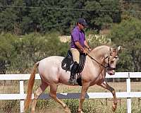 bridled-passion-farm-horse