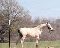 champion-bloodlines-andalusian-horse