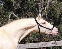 cardenas-horse