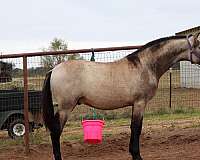 champion-pedigree-andalusian-horse