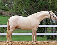 bridled-passion-farm-stallion