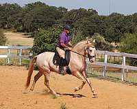 pre-andalusians-stallion