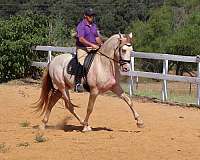 andalusians-stallion