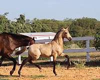 champion-pedigree-stallion