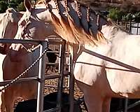 perlino-andalusian-stallion