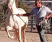 perlino-ancce-stallion
