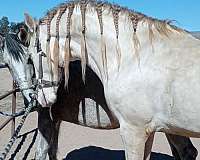 perlino-stallion-for-sale