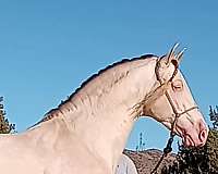 17-hand-andalusian-horse