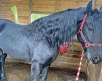 black-kfps-horse