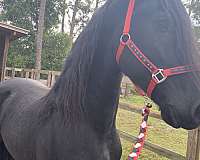 black-stallion-for-sale