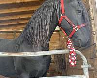 kfps-stallion