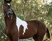 tobiano-star-horse