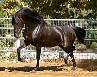 bay-homozygous-black-horse