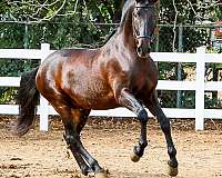 bay-ancce-horse