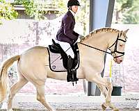imported-andalusian-horse