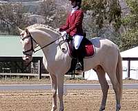 open-dressage-andalusian-horse